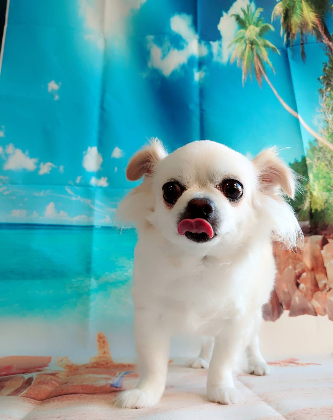 チワワのジョックちゃん お爪切り