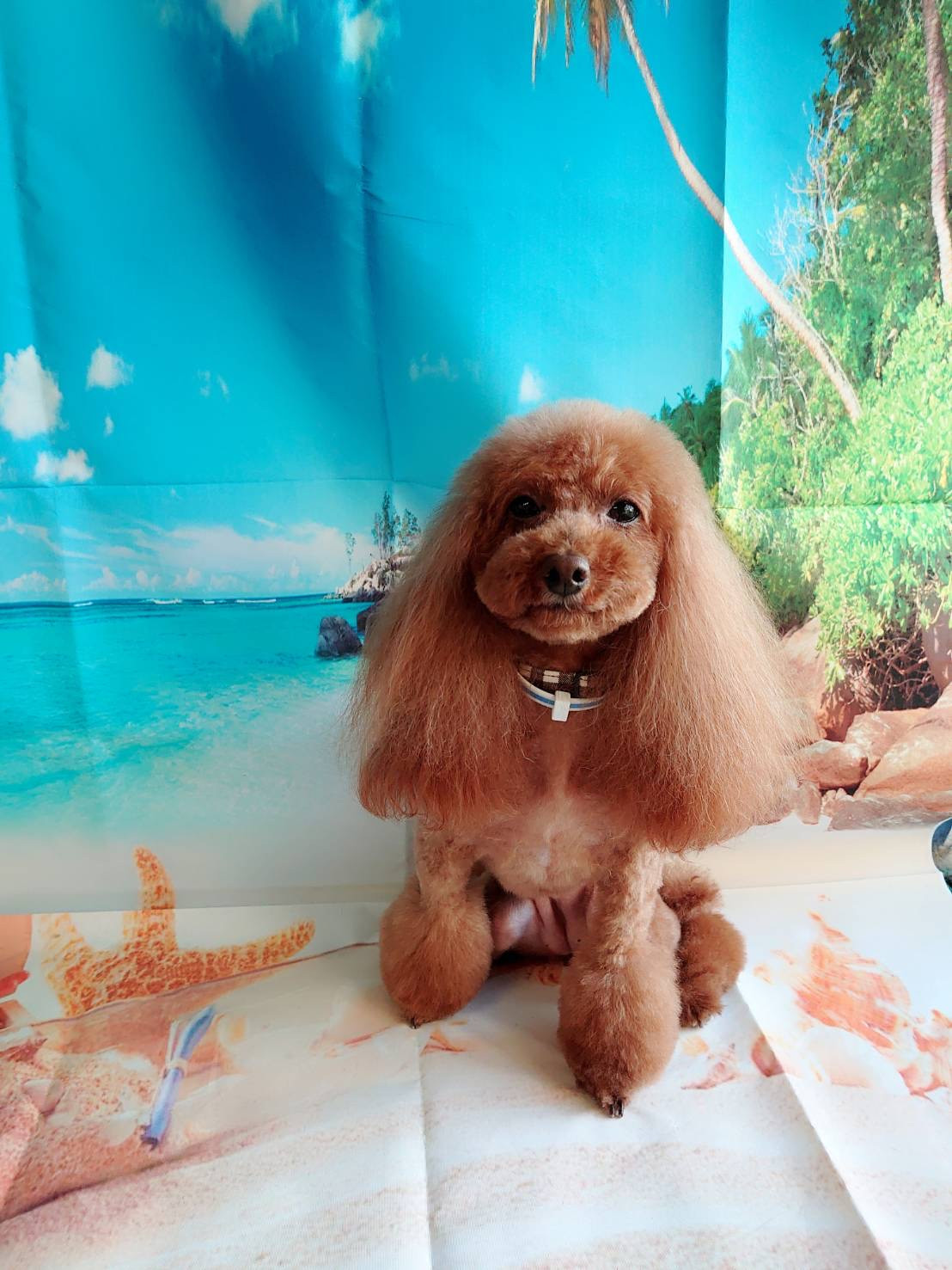 プードルのモコちゃん トリミングコース