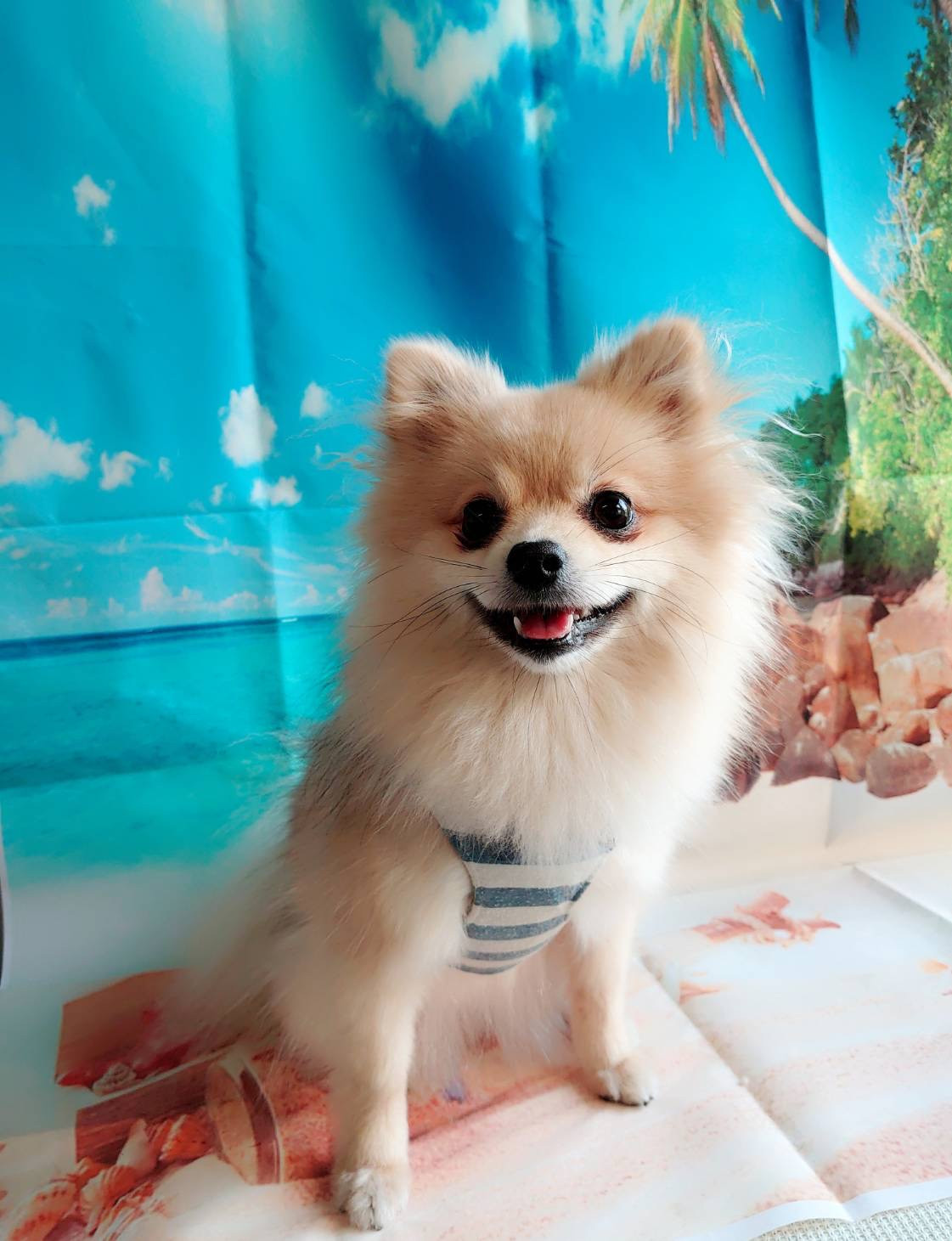 ポメラニアンのむぎちゃん お爪切り 足裏のカット