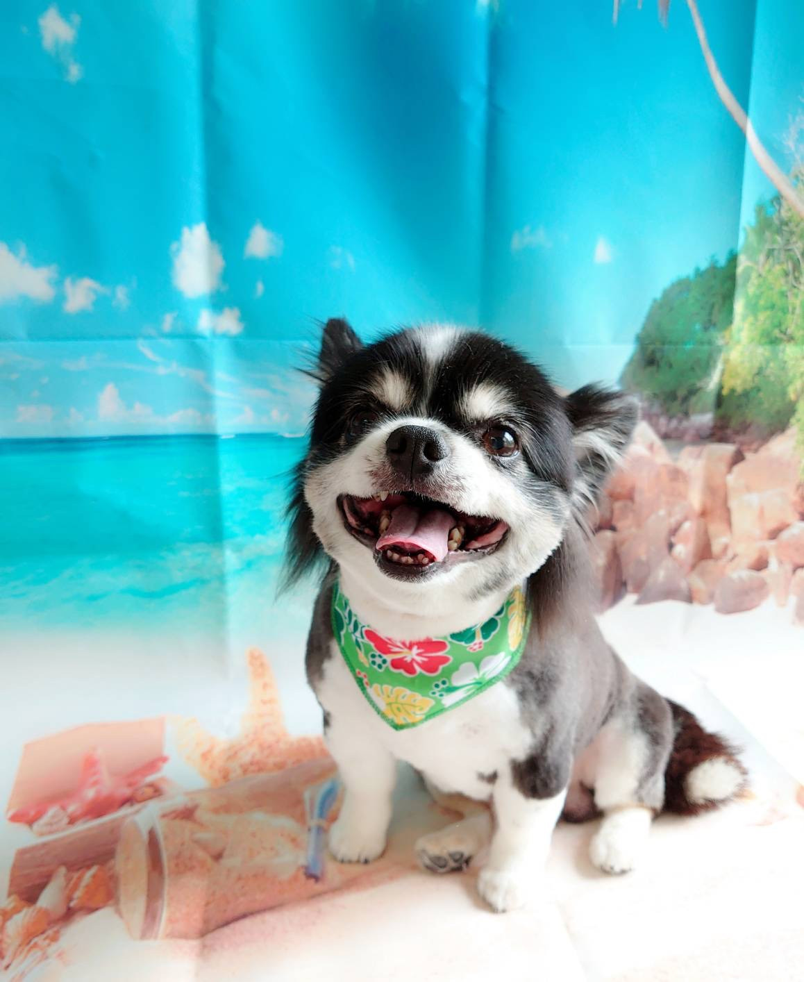 チワワの蘭丸ちゃん トリミングコース