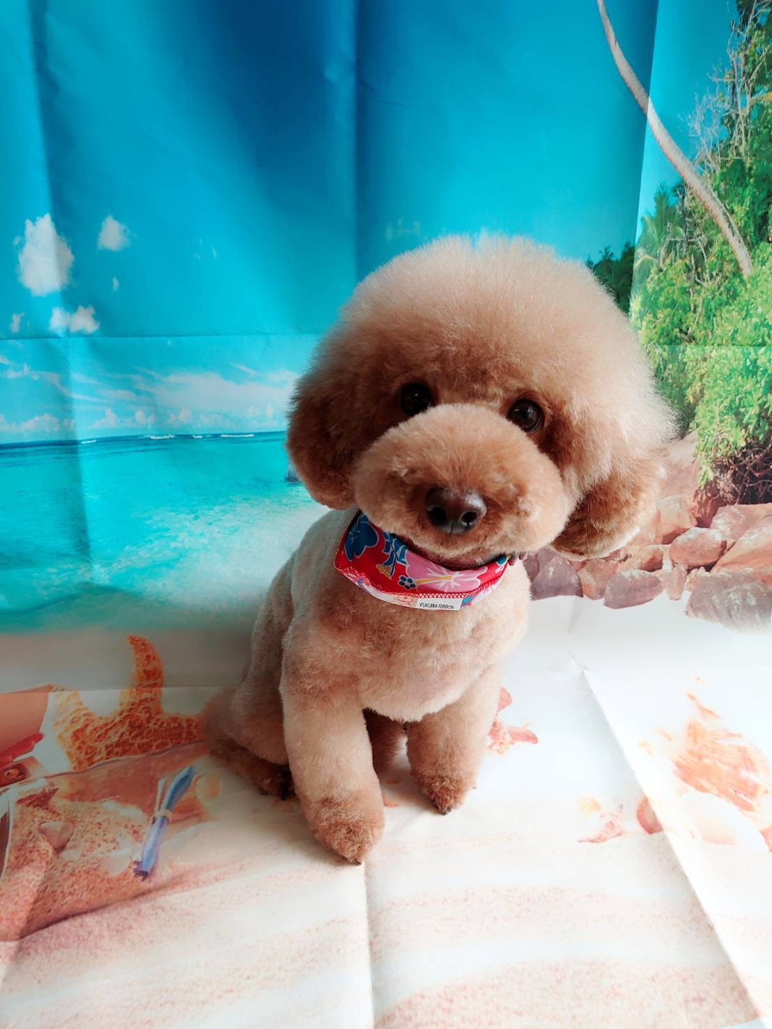 プードルのここあちゃん トリミングコ ース