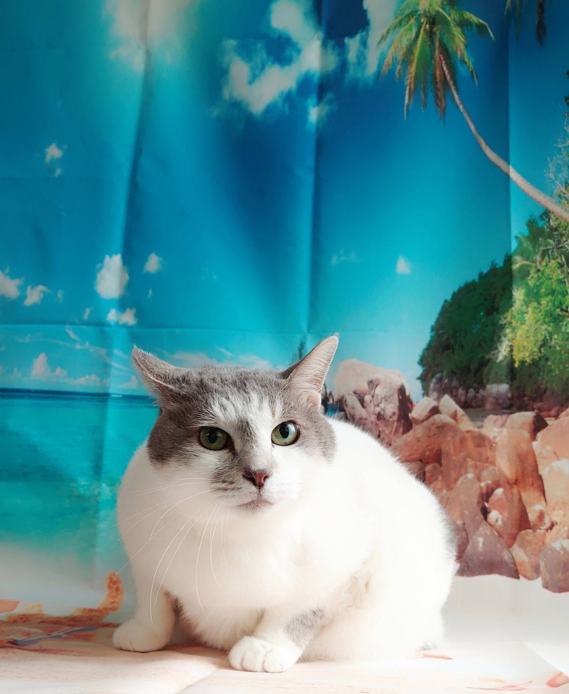 猫のモモちゃん お爪切り