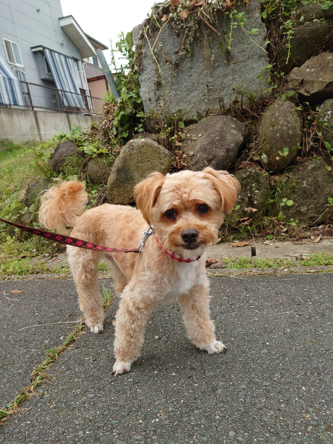 MIXのロンちゃん お泊まりの様子