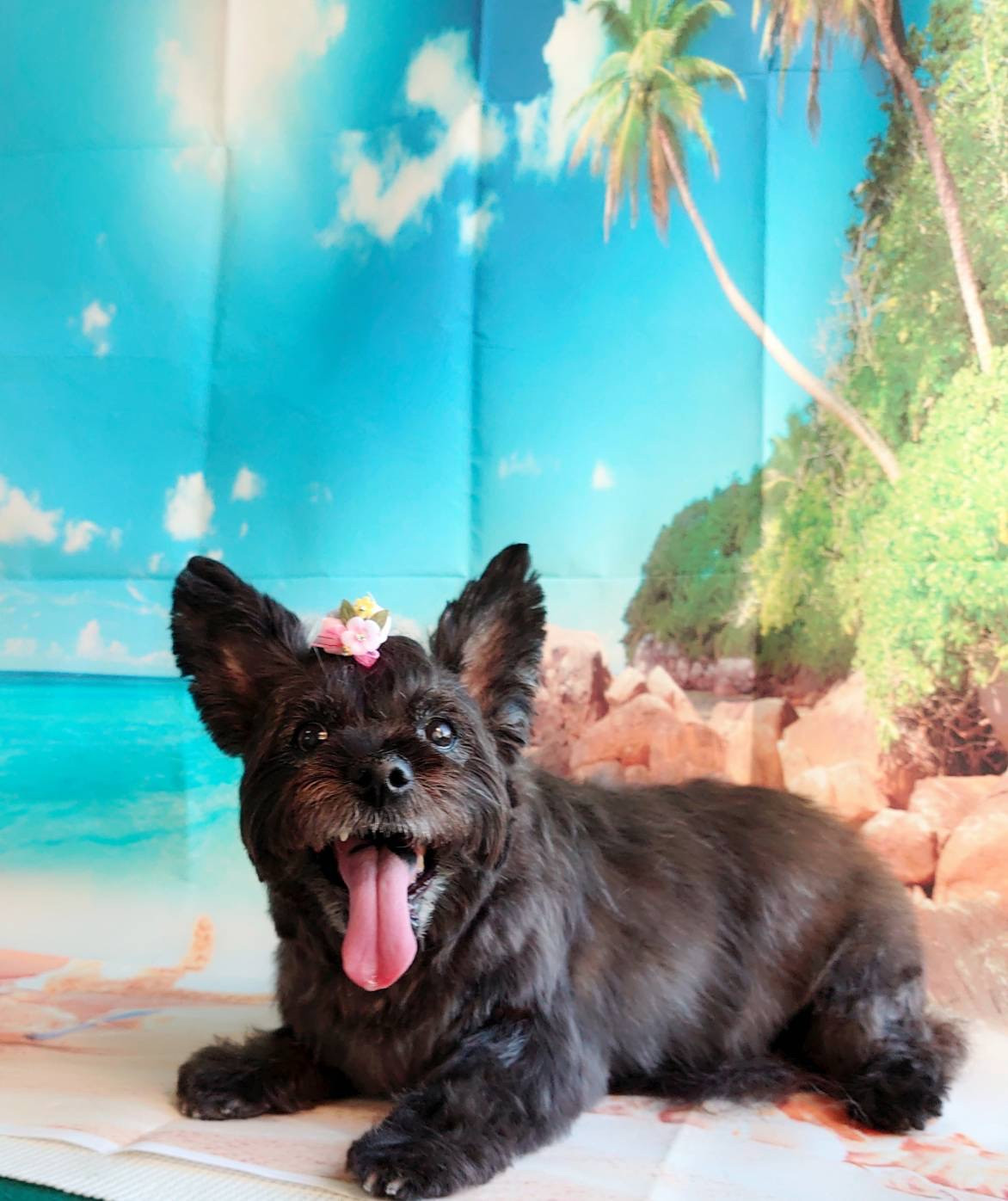 ケアーンのモモちゃん トリミングコース