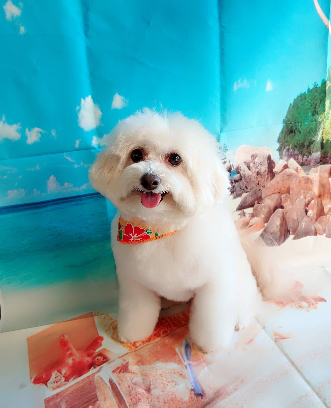 MIXのななちゃん トリミングコース