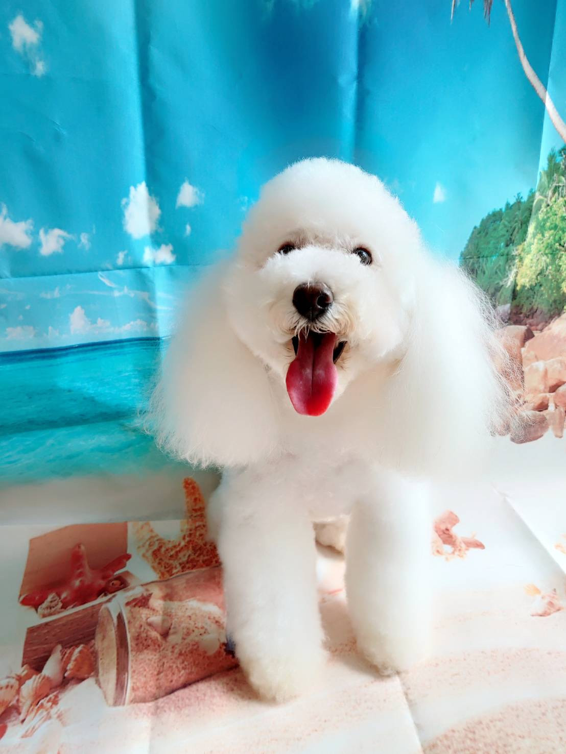 プードルの詩乃ちゃん シャンプーコース