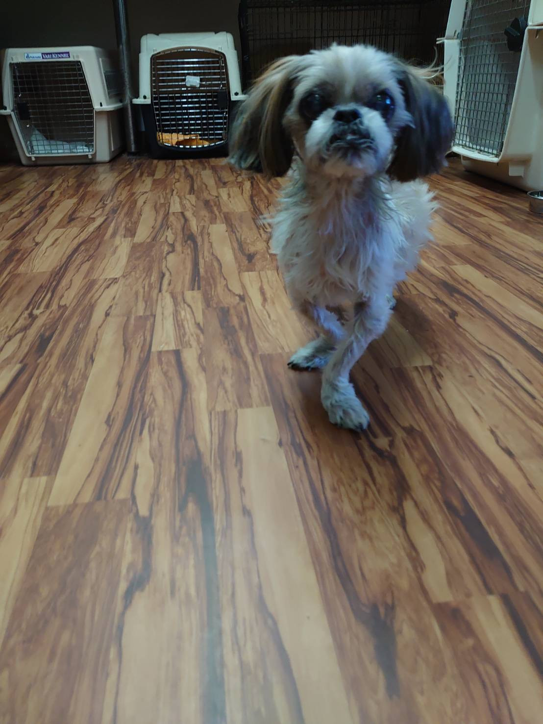 シーズーのクーちゃん 一時お預かり