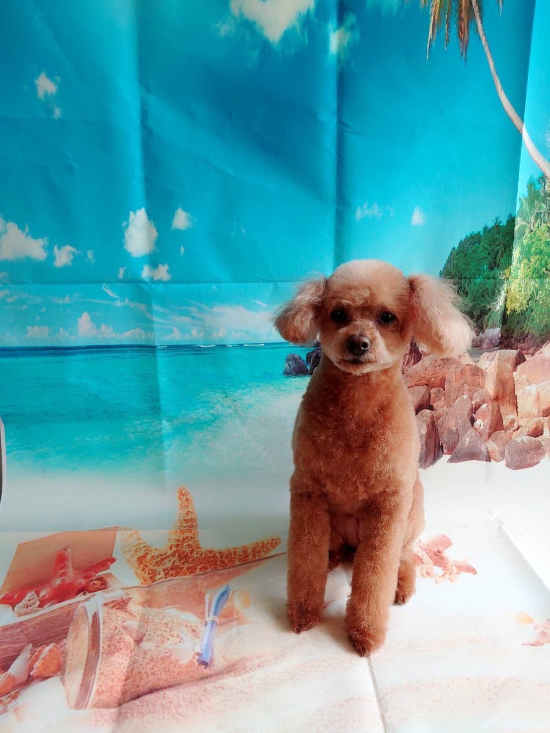 プードルのハルちゃん トリミングコース