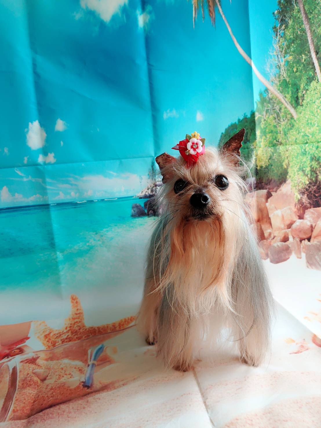 ヨーキーのみゅーちゃん グルーミングコース デンタル ハーブパック