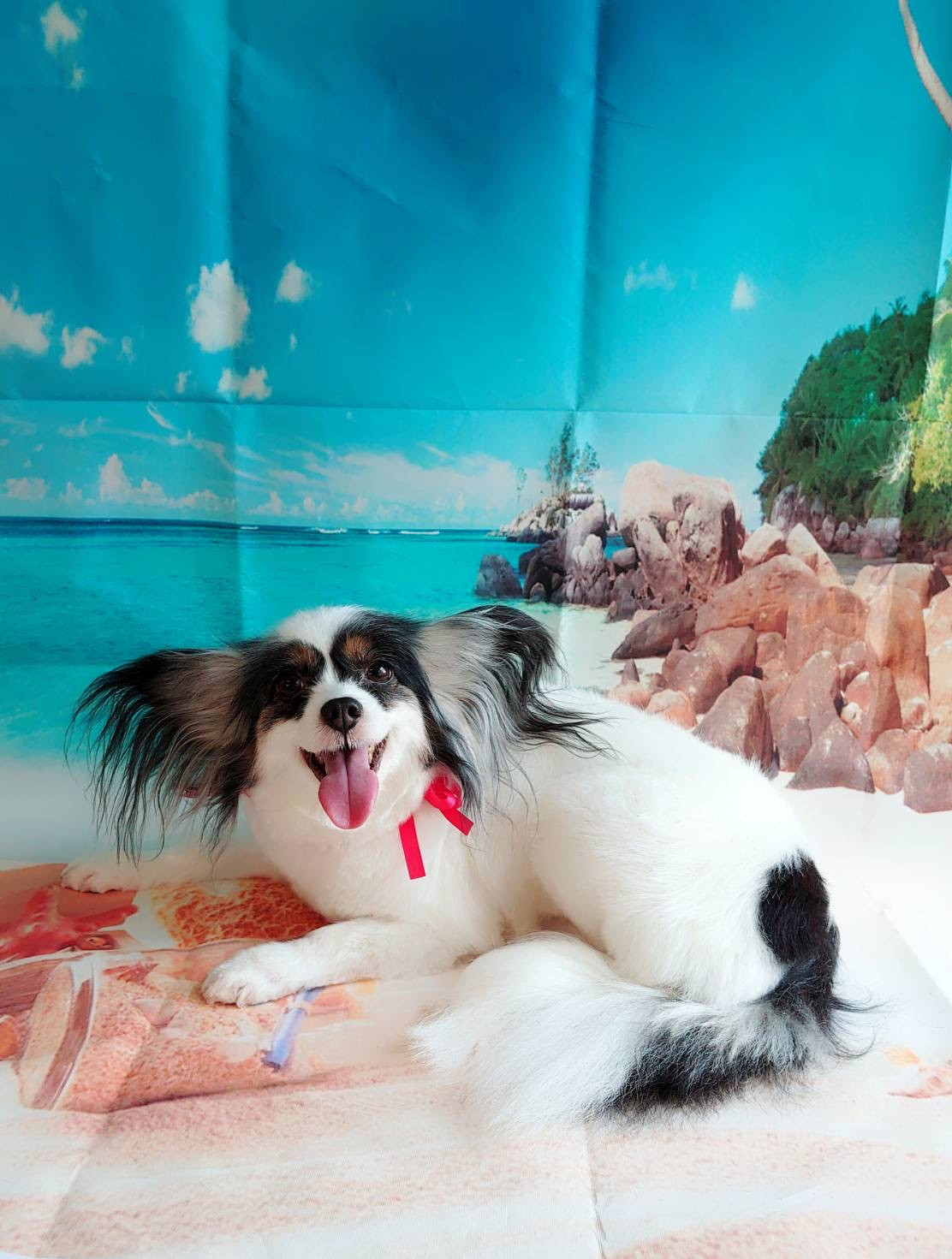 パピヨンのかえでちゃん グルーミングコース 部分カット