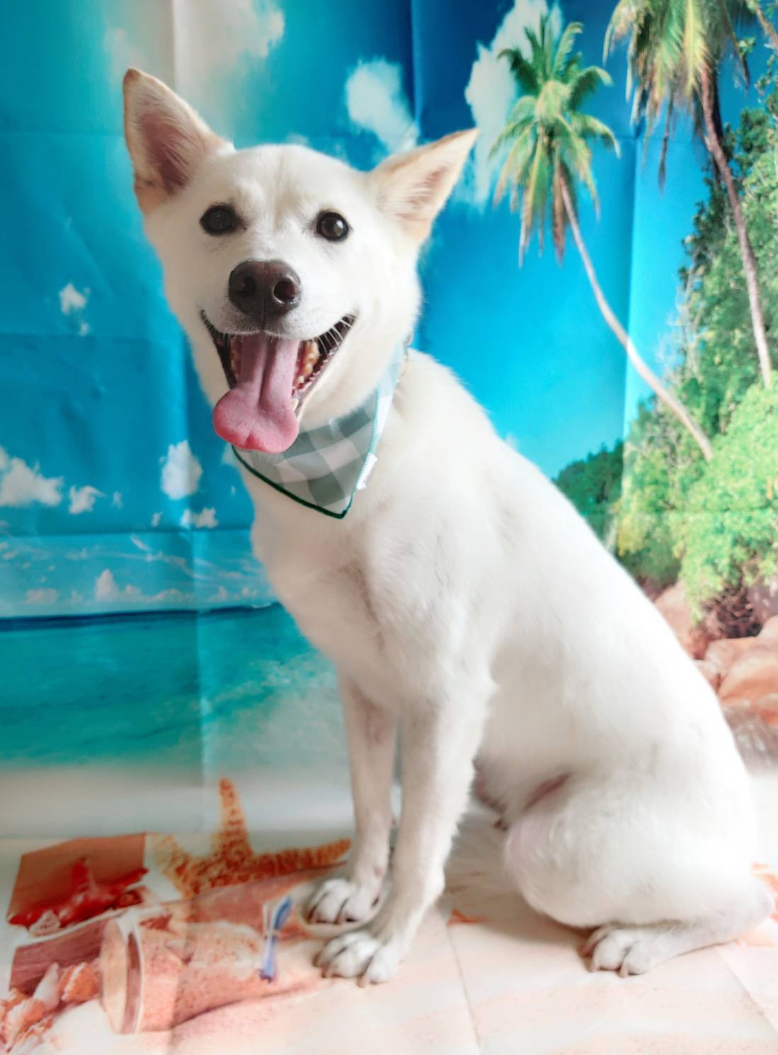 MIXのかいとちゃん シャンプーコース お爪切り 肛門腺絞り デンタル