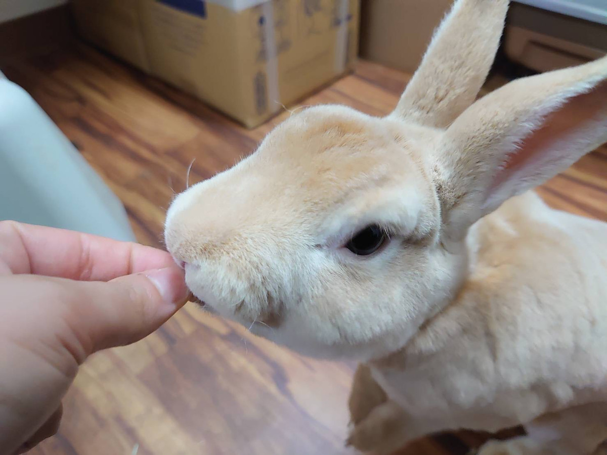うさぎのフランちゃん お泊まりの様子