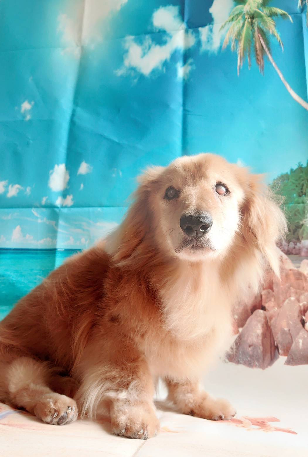 ダックスのムーちゃん シャンプーコース お爪切り 足裏のカット