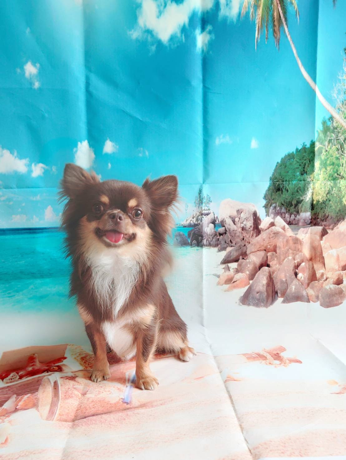 チワワのルークちゃん お爪切り 肛門腺 絞り