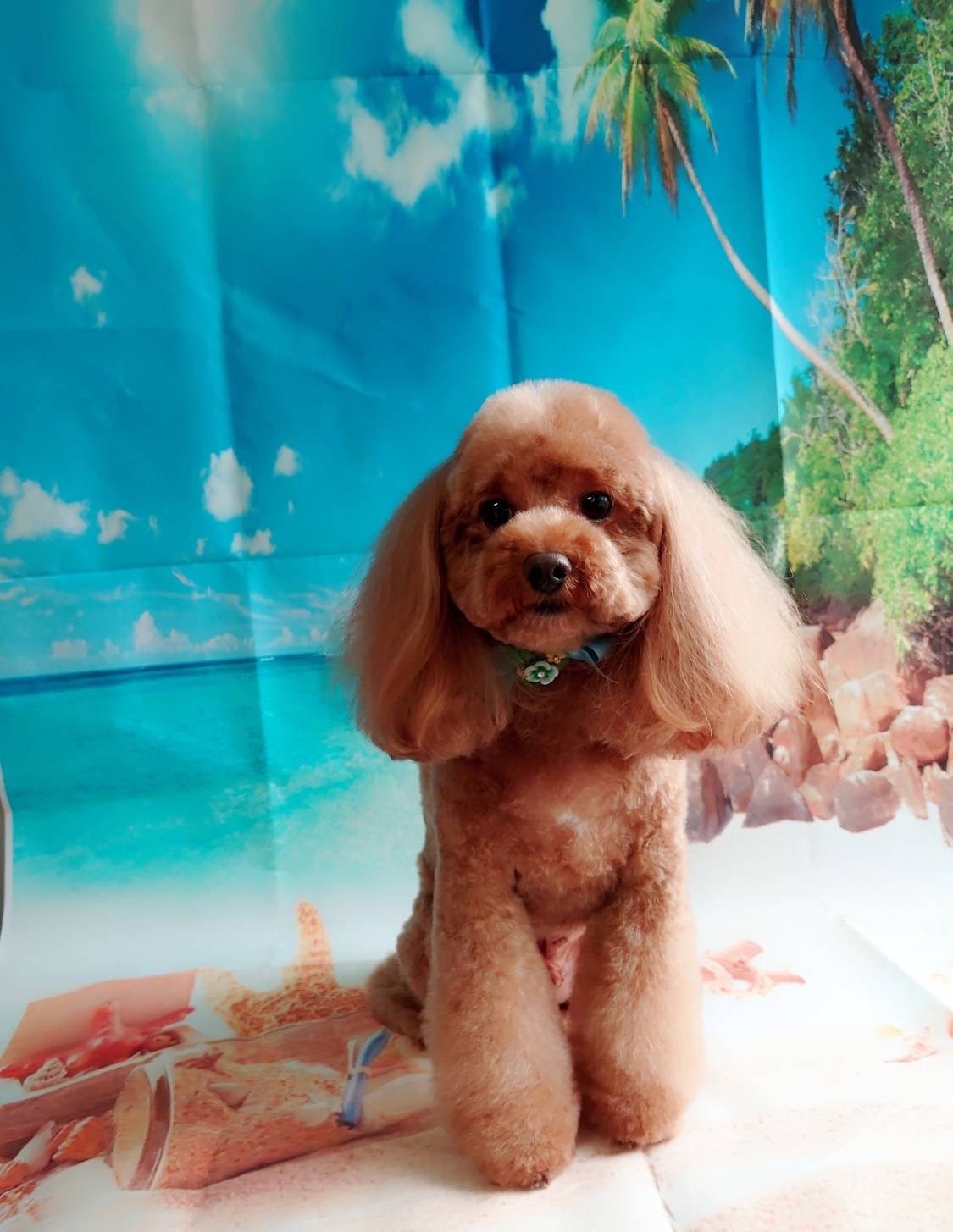 プードルのペリーちゃん トリミングコ ース