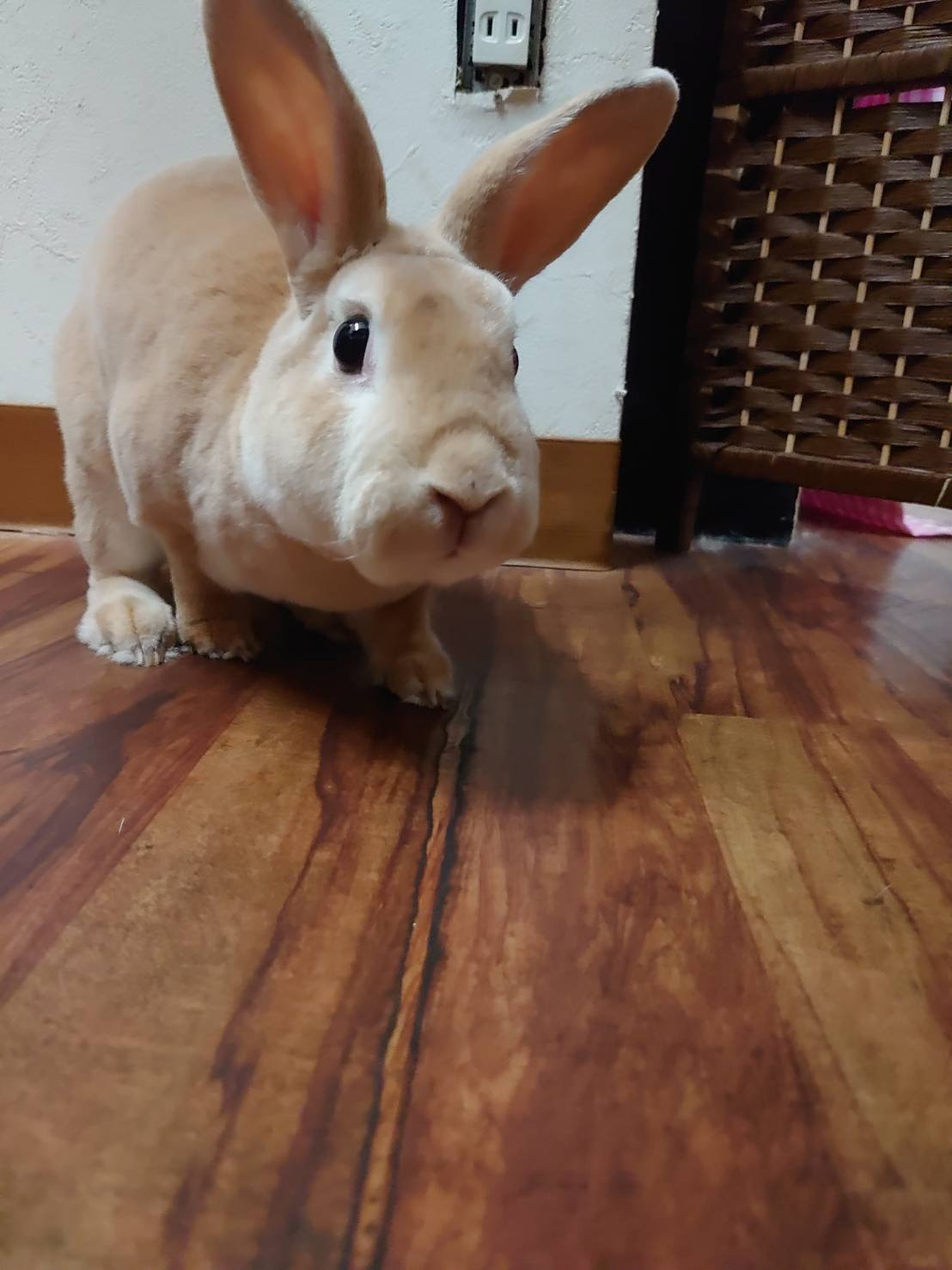 うさぎのフランちゃん お泊まりの様子