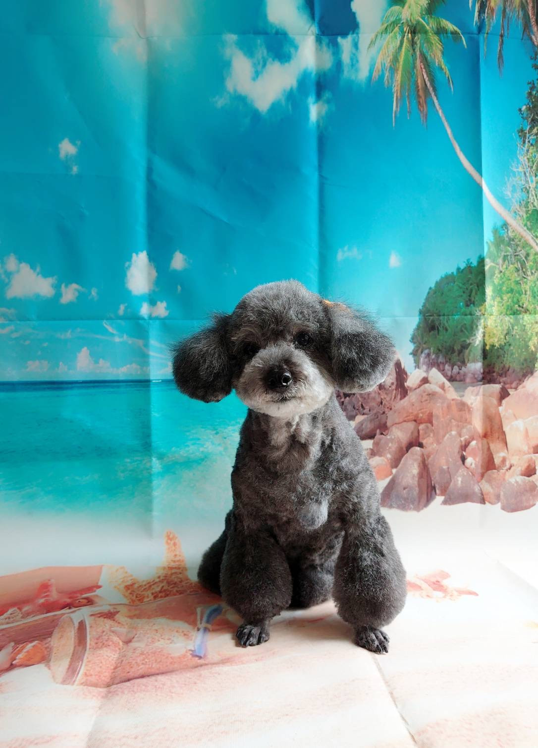 プードルのすずちゃん&ルナちゃん&空ちゃん トリミングコース