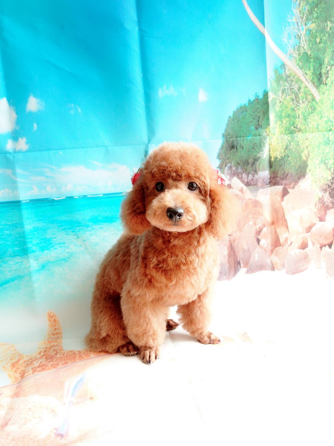 プードルのすずちゃん&ルナちゃん&空ちゃん トリミングコース