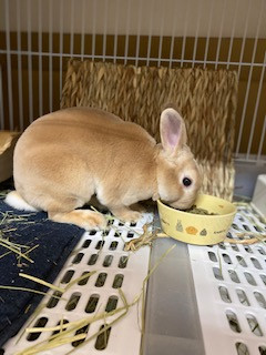 うさぎ フランちゃん お泊まりの様子