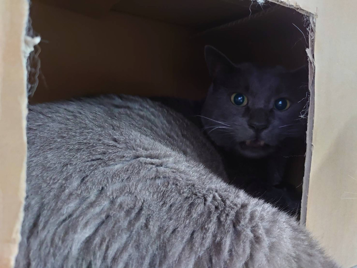 猫のアクちゃん お泊まりの様子