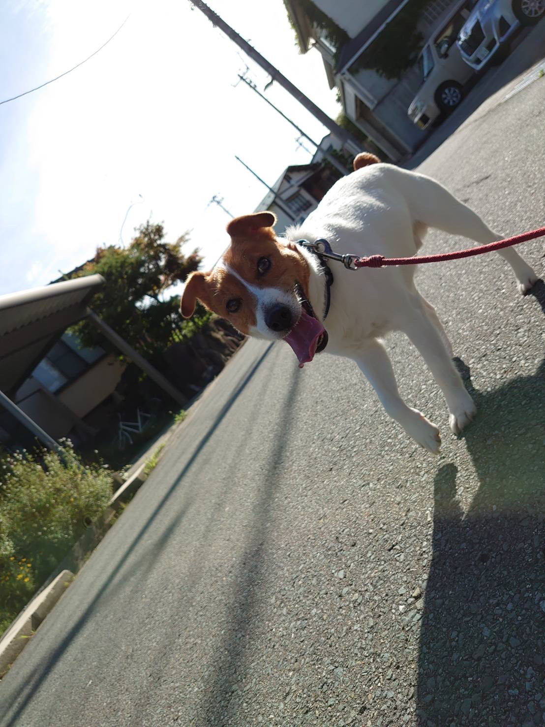 ジャックラッセルのマロンちゃん お泊まりの様子