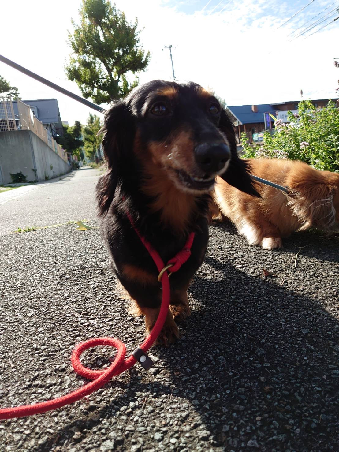 ダックスのレオちゃん&ラクちゃん お泊まりの様子