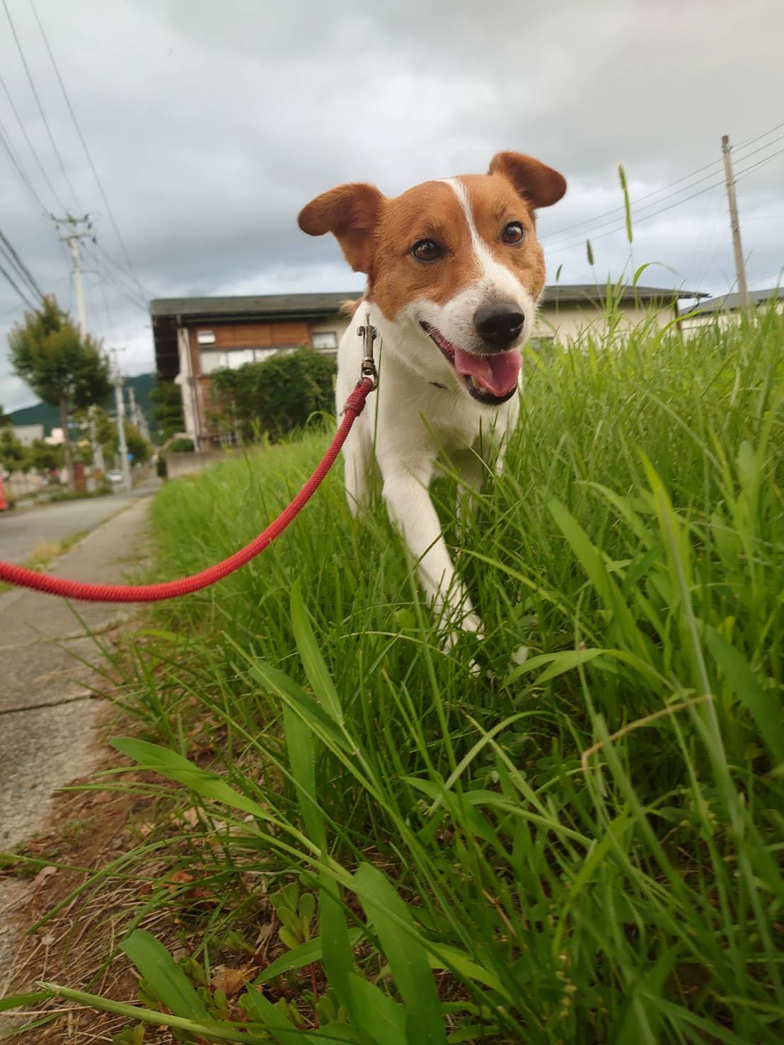 ジャックラッセルのマロンちゃん お泊まりの様子