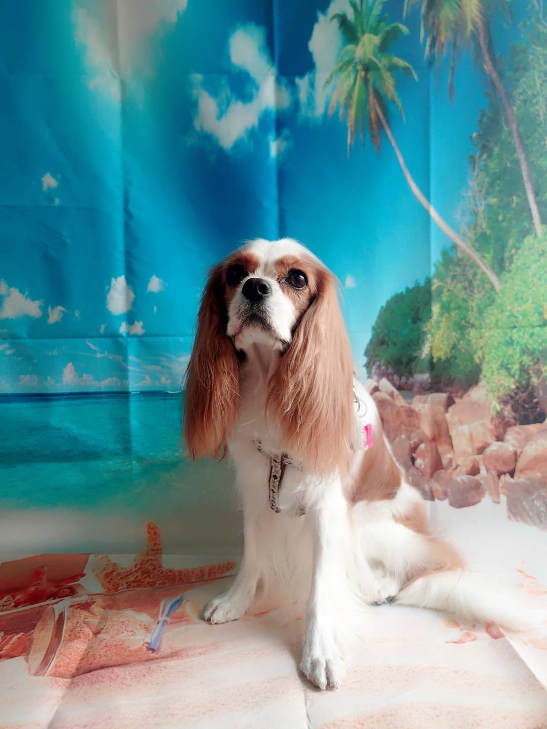 キャバリアのレノンちゃん グルーミングコース デンタル