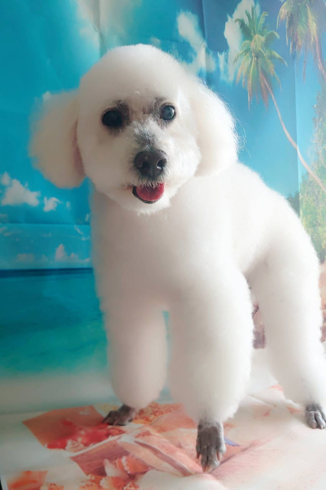 グルーミングコース 部分カット デンタル