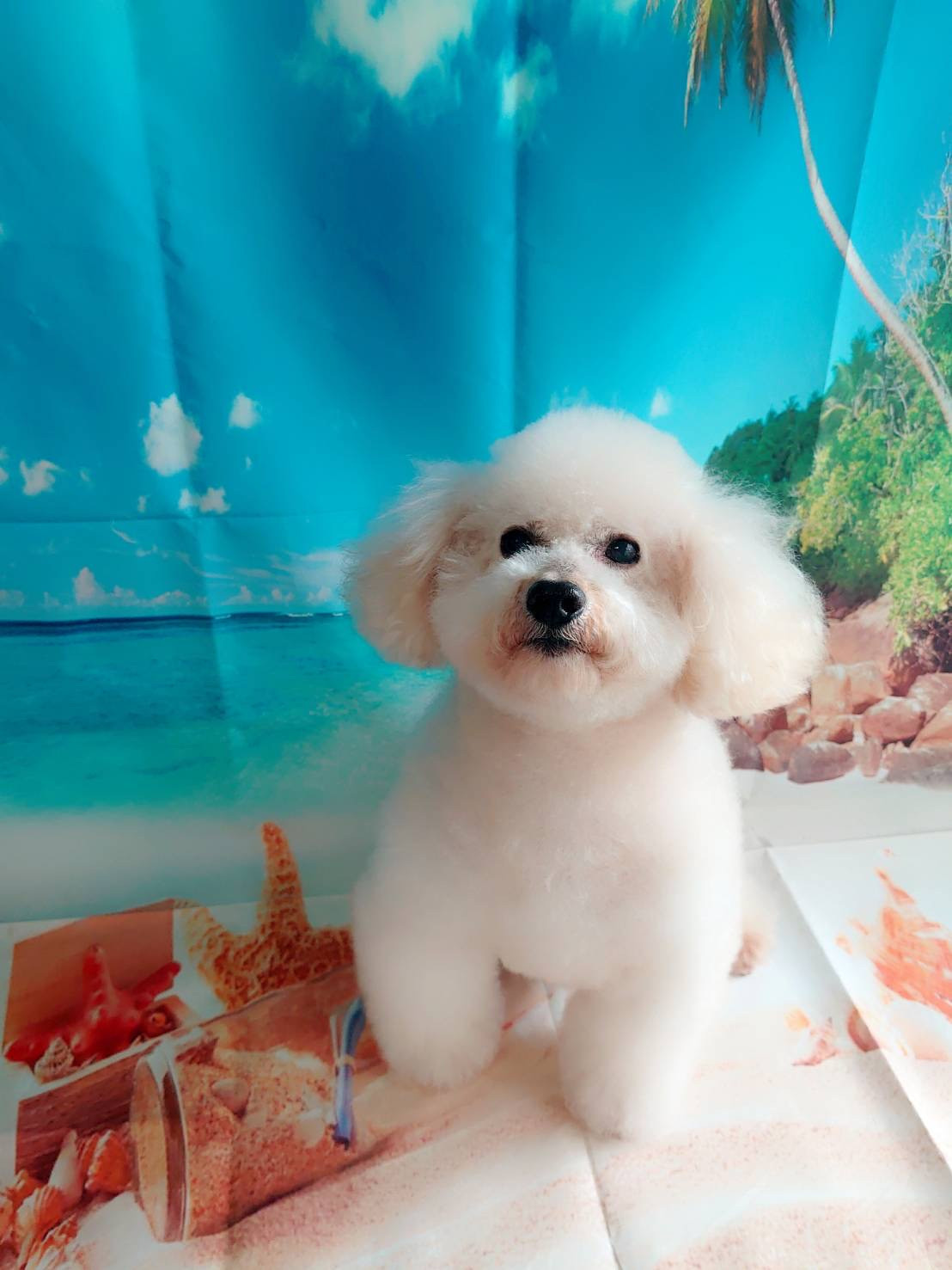 プードルのりゅうちゃん シャンプーコ ース