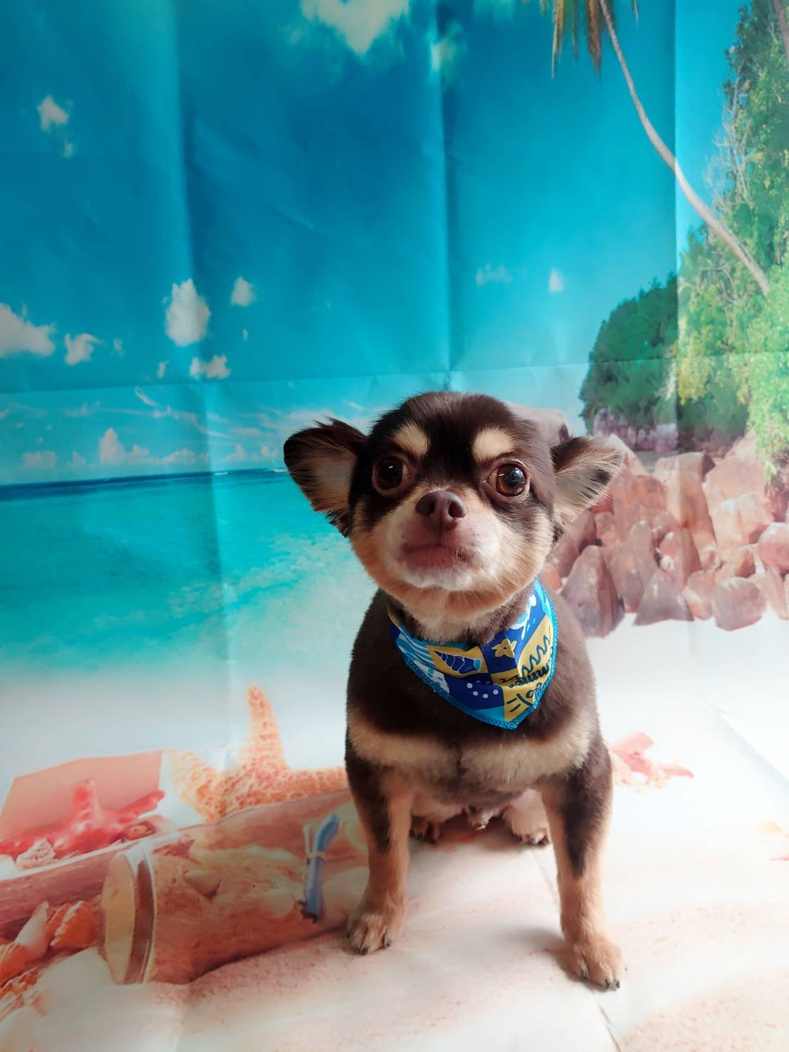 チワワのココアちゃん トリミングコース