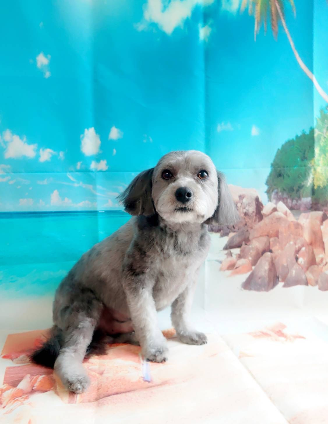 チワワ×プードルのLUNAちゃん トリミングコース