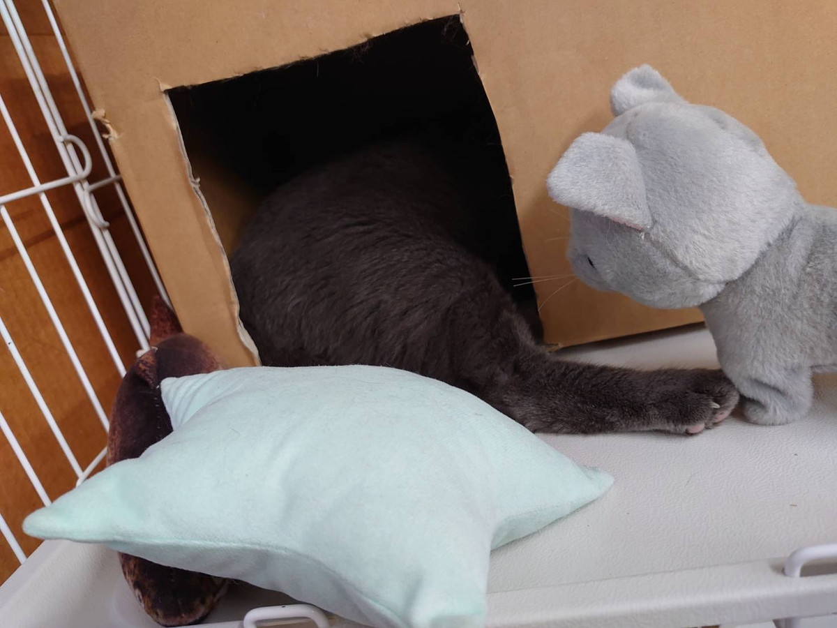 猫のアクちゃん お泊まりの様子