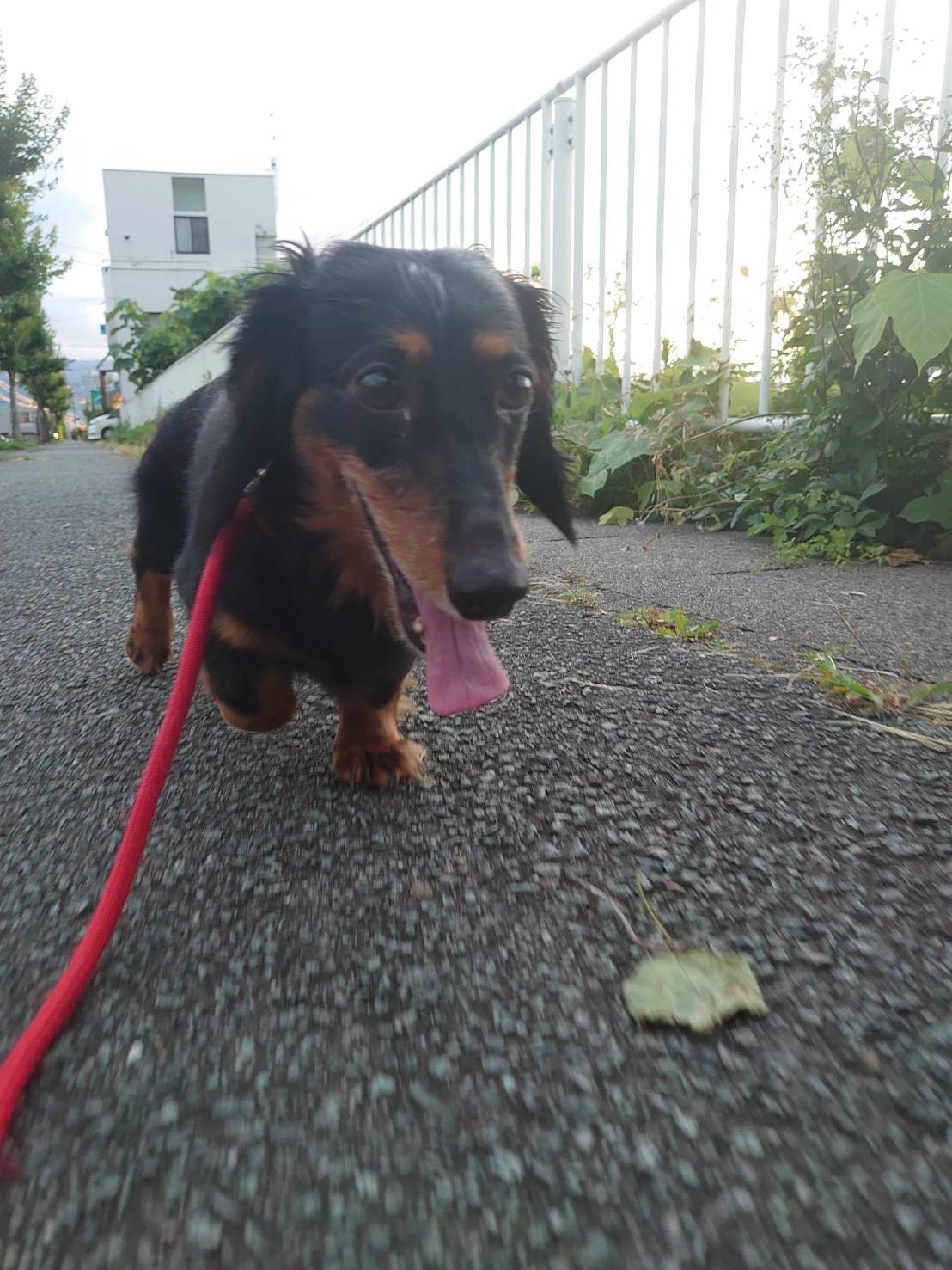 ダックスのレオちゃん&ラクちゃん お泊まりの様子