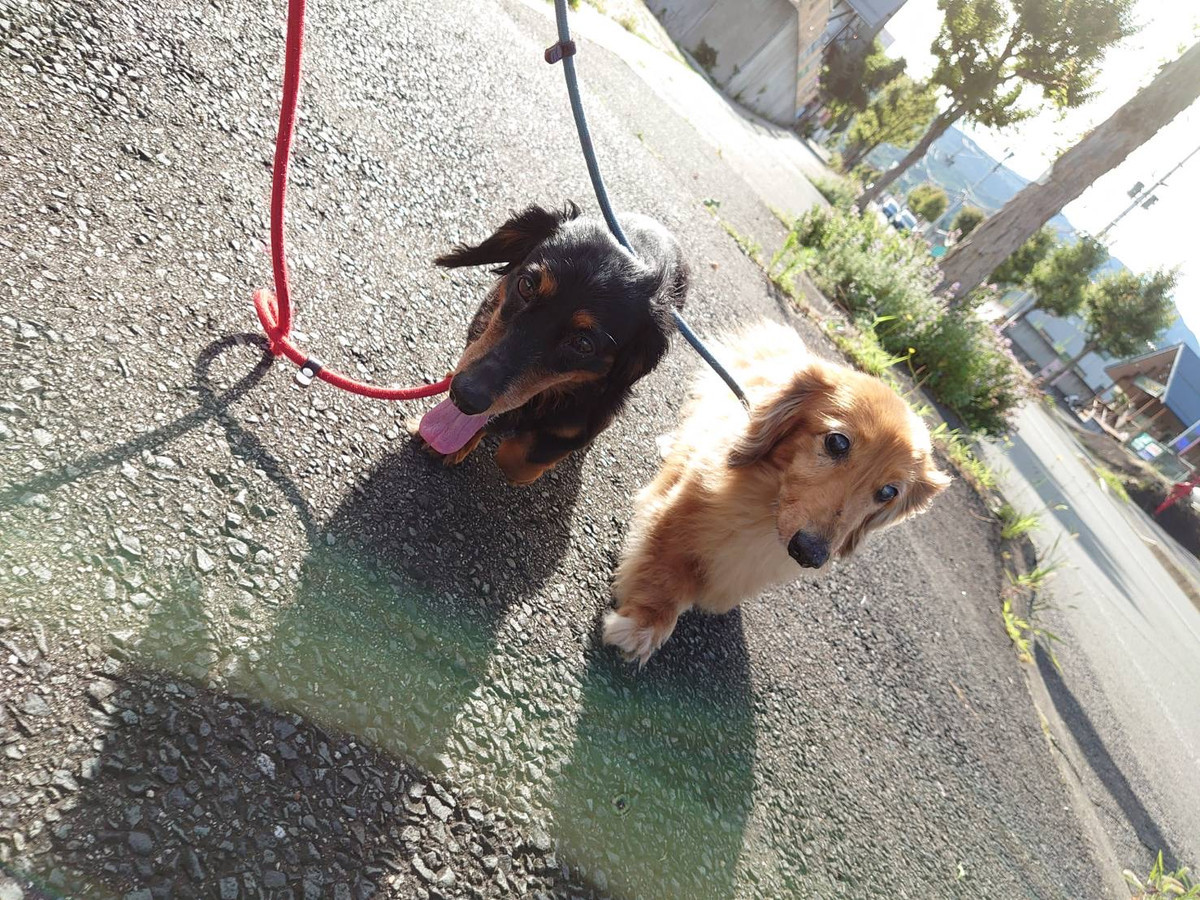 ダックスのレオちゃん&ラクちゃん お泊まりの様子