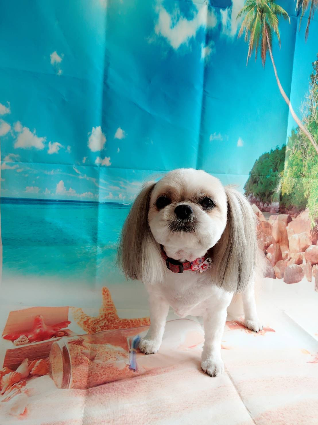 シーズーのひかりちゃん トリミングコ ース