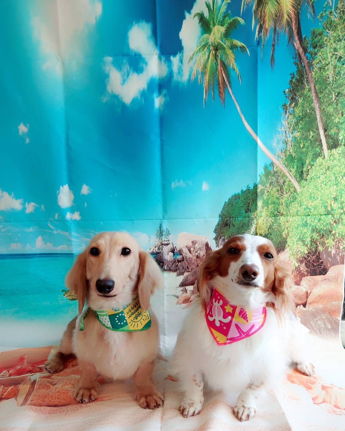 ダックスのひまわりちゃん&ちゃちゃ丸ちゃん グルーミングコース