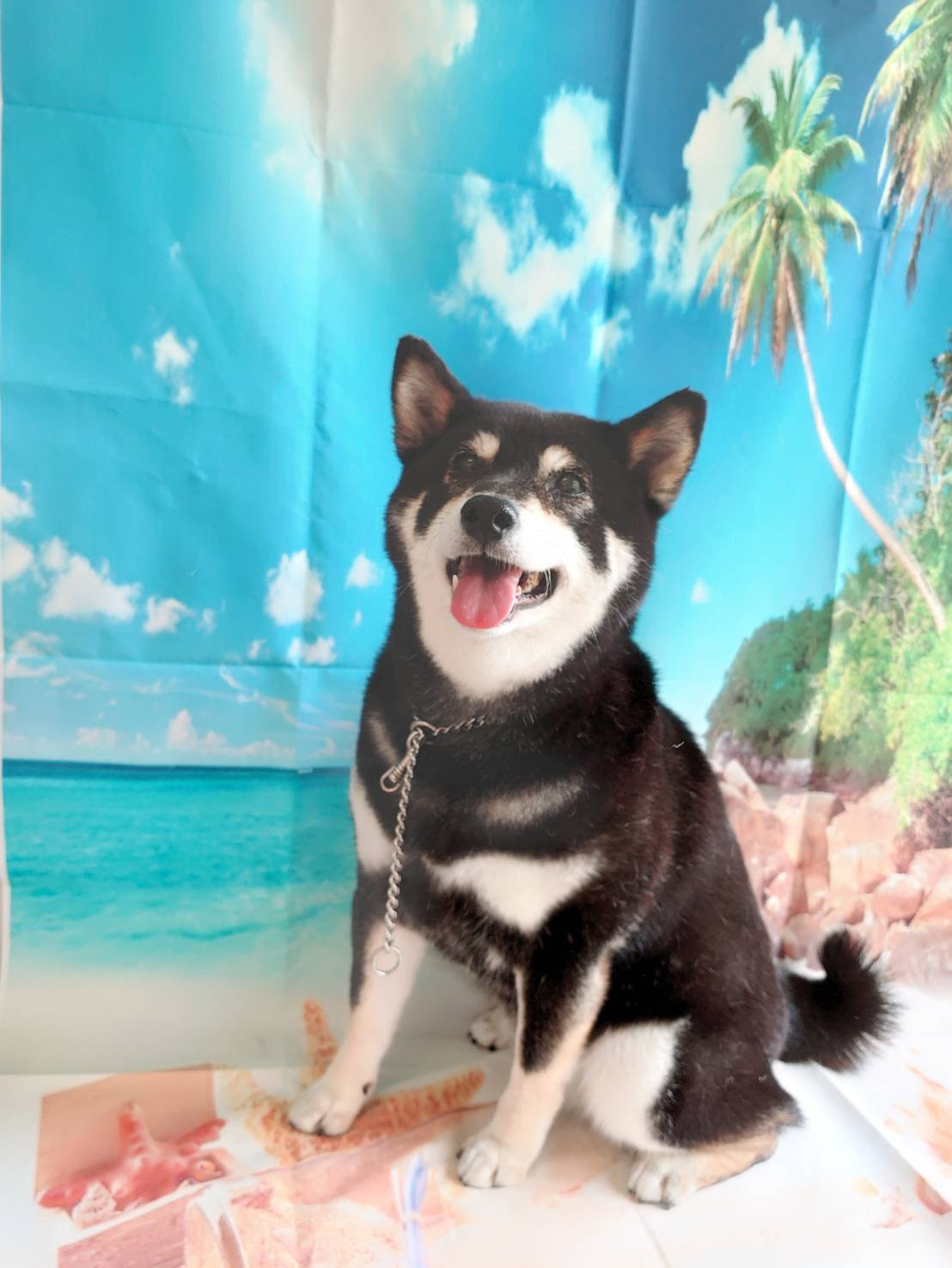 柴のさくらちゃん グルーミングコース