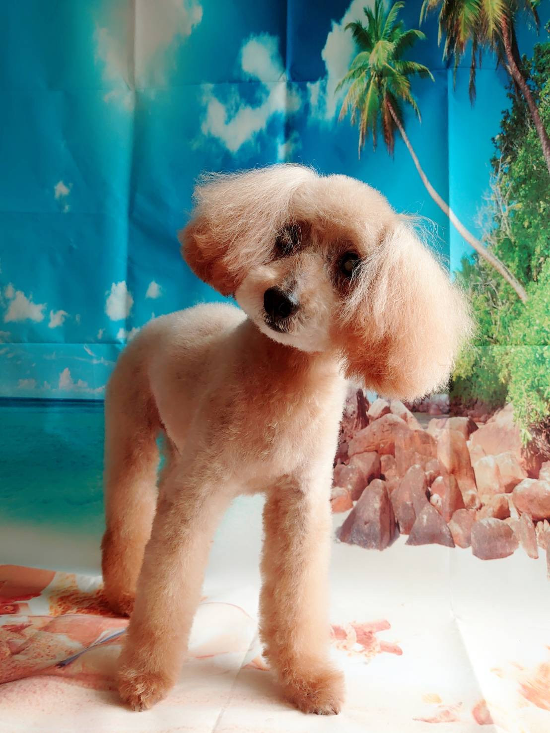 プードルのショコラちゃん トリミングコース