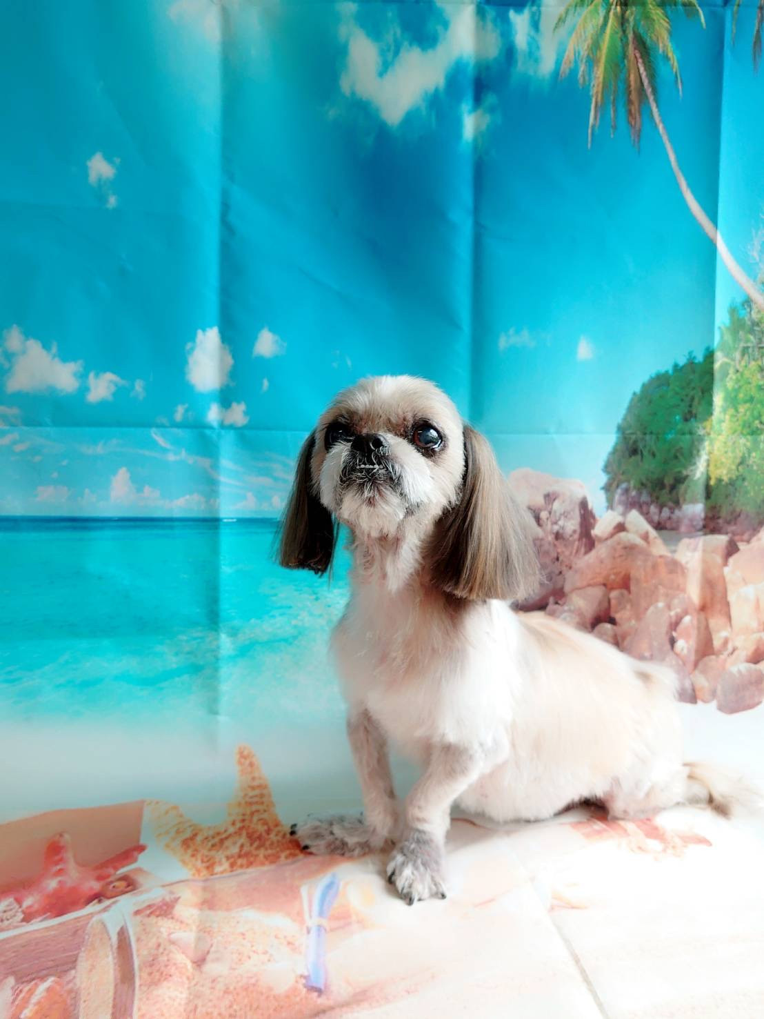 シーズーのクーちゃん トリミングコース