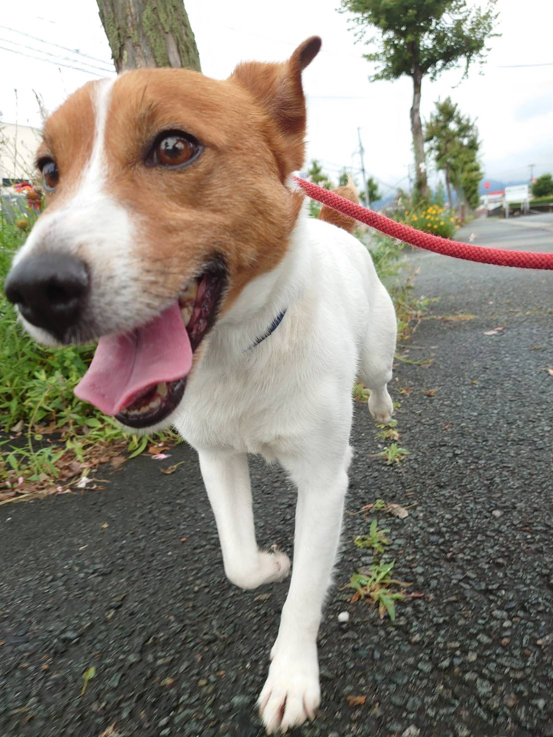 ジャックラッセルのマロンちゃん お泊まりの様子