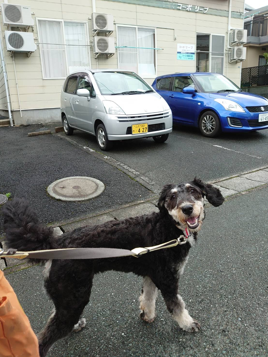スタンダードプードル×バーニーズのチャップちゃん お泊まりの様子