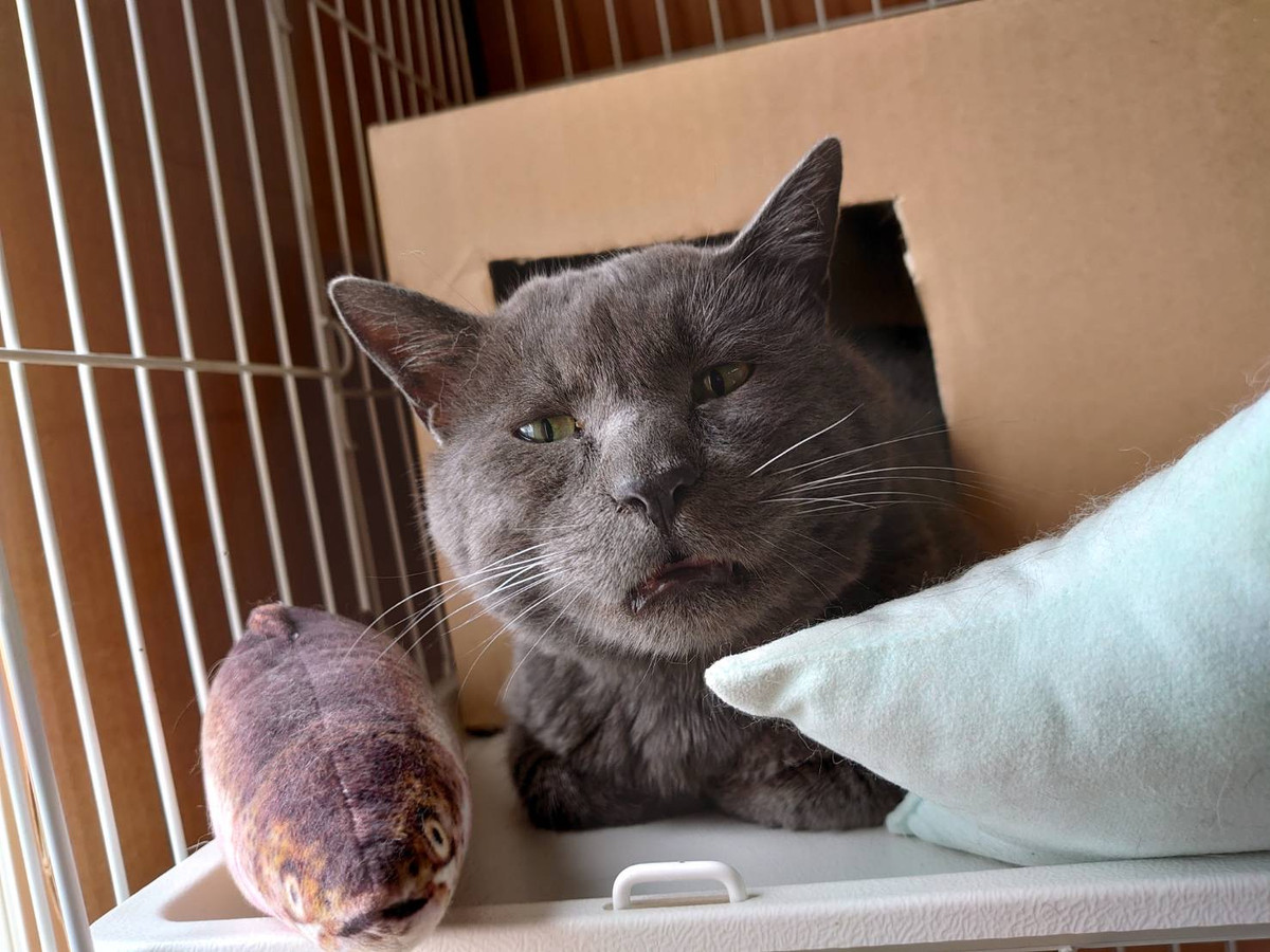 猫のアクちゃん お泊まりの様子