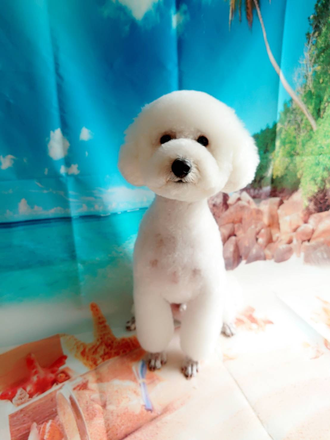 プードルのむくちゃん トリミングコース