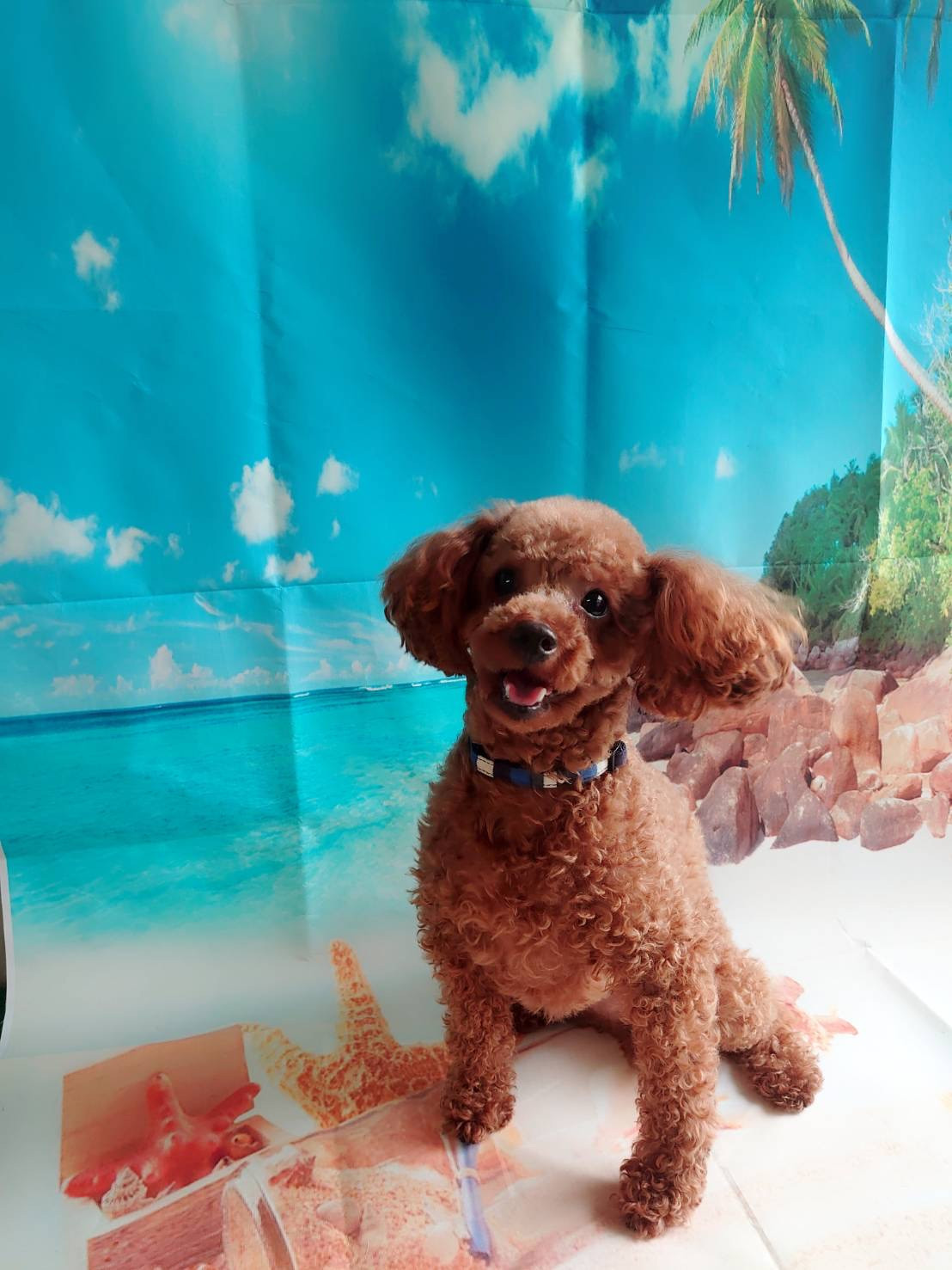 プードルのイヴちゃん お爪切り 肛門腺絞り 部分カット