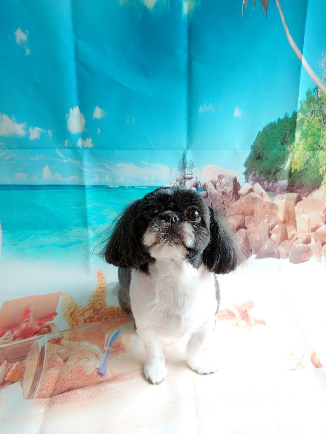 シーズーのナナちゃん&シュナウザーのあんこちゃん トリミングコース