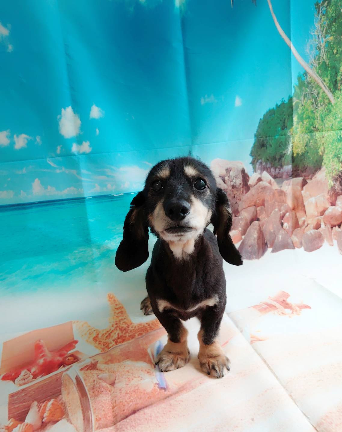 ダックスのクーちゃん トリミングコース