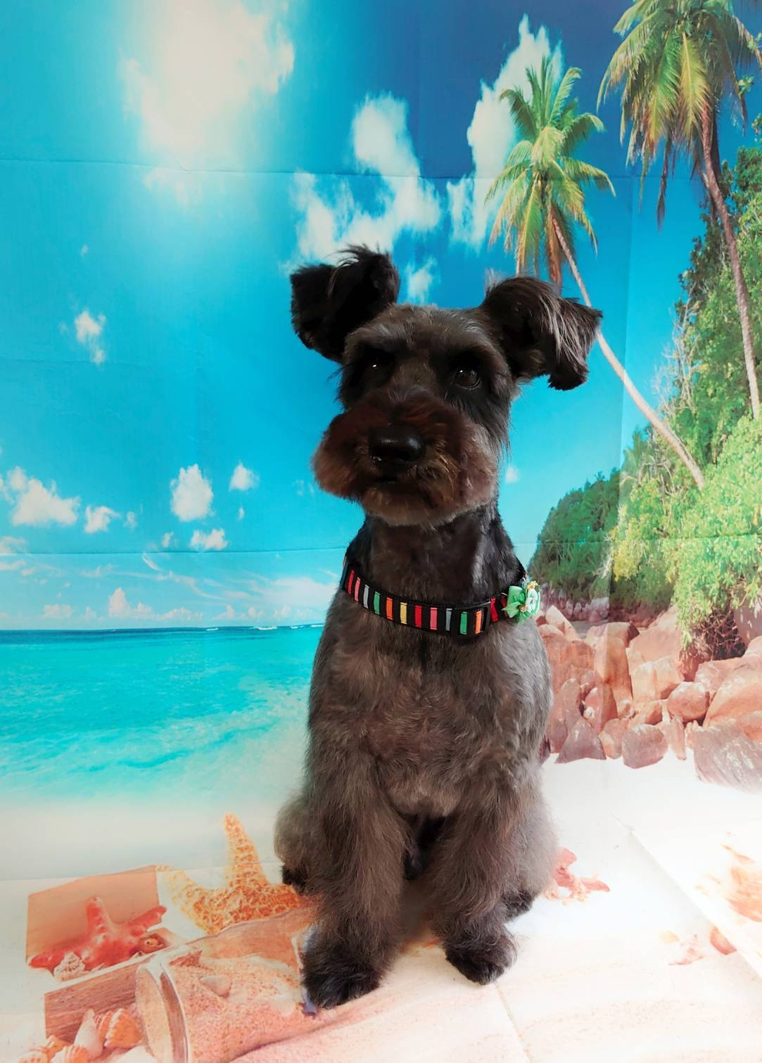 シュナウザーの風太ちゃん トリミングコース