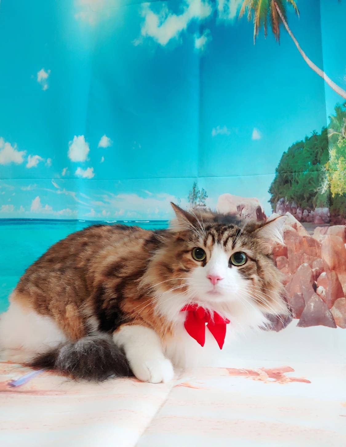 ノルウェージャンのミニョンちゃん お爪切り