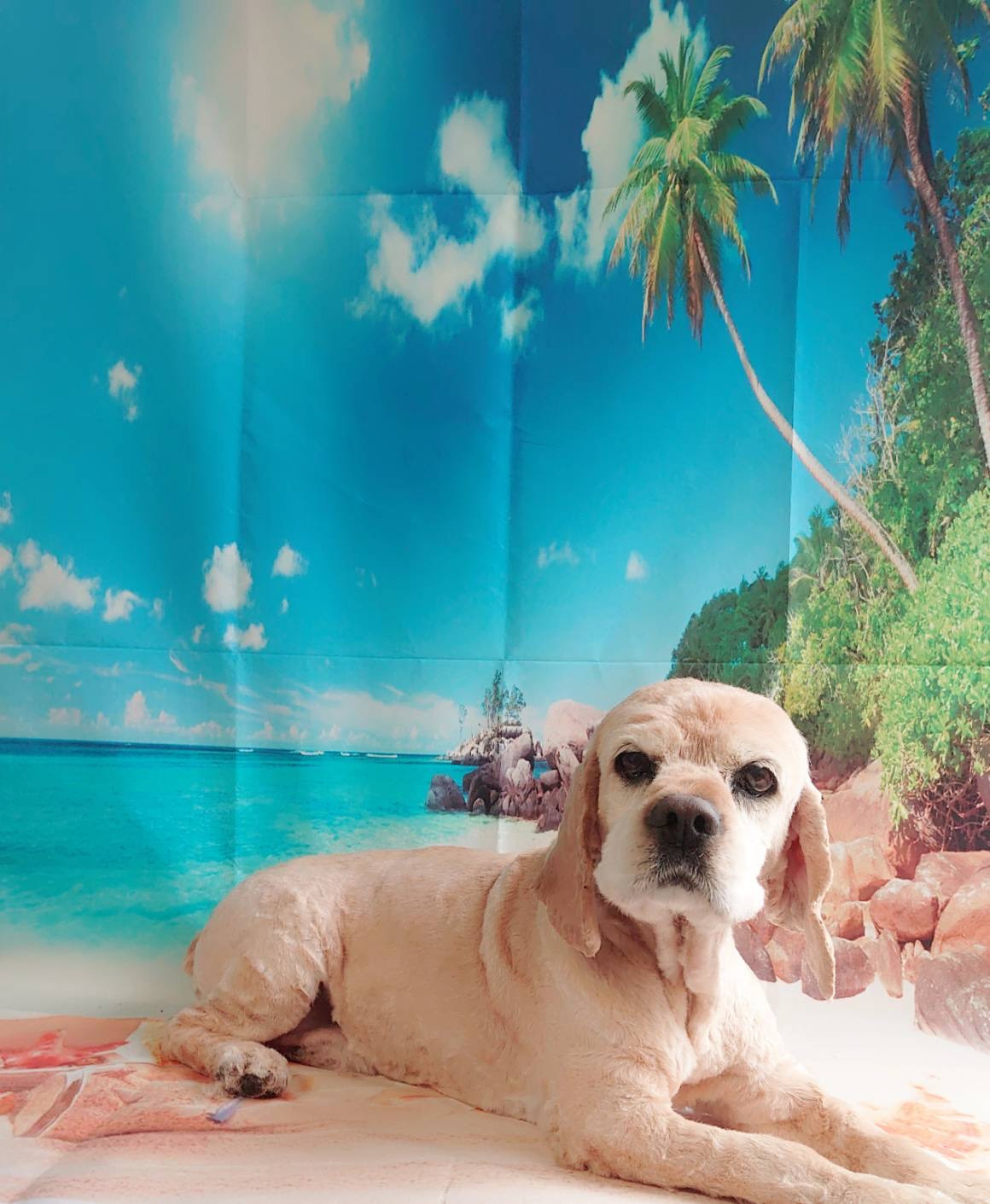 コッカーのれのちゃん トリミングコース